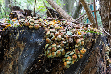 Baumstumpf mit Pilzen