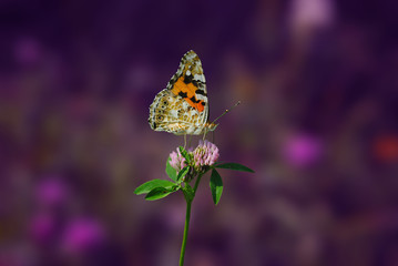 Butterfly theme