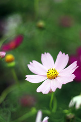 Obraz premium 秋桜