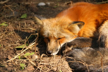 Fuchs