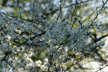 blühender Weißdorn