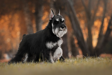 miniature schnauzer autumn dogs