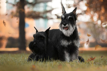 miniature schnauzer autumn dogs