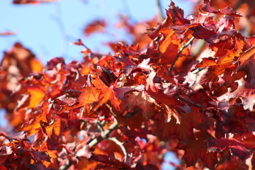 Der Herbst macht wieder in Farbe