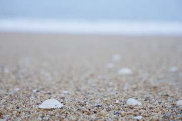 Fototapeta na wymiar 貝殻がたくさんある砂浜