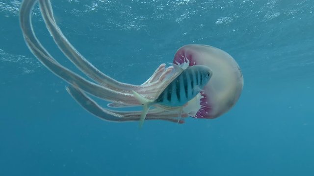 juvenile Jackfish swim with Purple jellyfish guiding her movements and guarding her. Pellagic Purple Jellyfish (Thysanostoma loriferum) and Blue Trevally (Carangoides ferdau). Close-up, Red Sea, Egypt