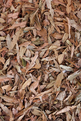 Vertical texture of dried leaves by autumn.