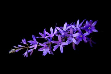 Selective focus shot of a purple Dendrobium flower on a black background