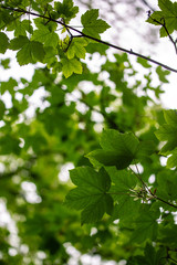 Blätter im Sommerlicht