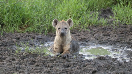 Hyäne im Schlamm
