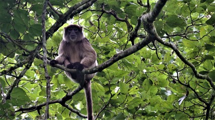 Affe