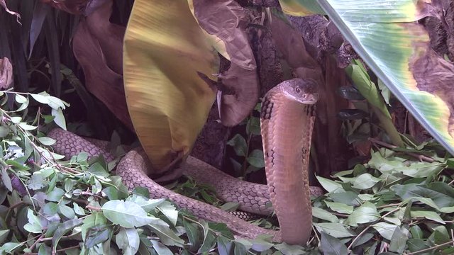 A large King Cobra is showing its impressive size by standing up and showing his hooded neck on a tropical background