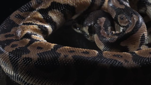 Video of small ball phyton skin