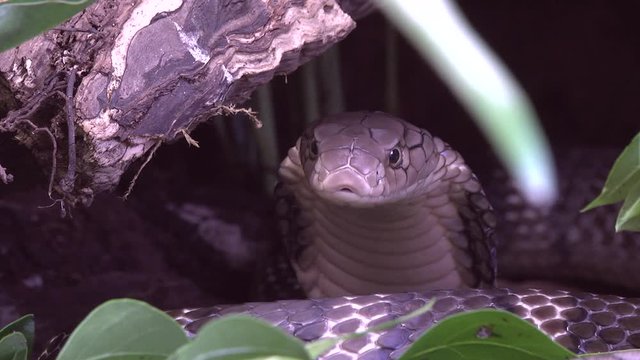 Medium wide shot of young female King Cobra in tropical forest undergrowth