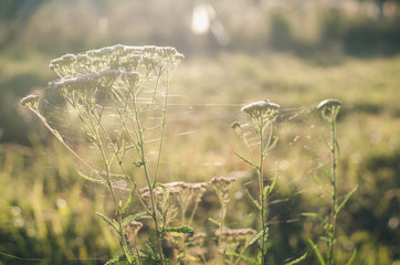 Grass yarrow in spiderweb on a green meadow in the rays of the setting sun. Late summer. Early autumn. Soft focus