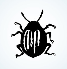 Colorado beetle. Vector drawing