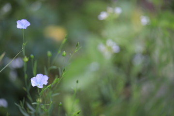 Fototapeta premium Small Wildflowers