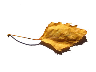 Naklejka premium close up of a single yellow autumn birch tree leaf on a white background with shadow