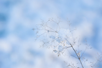 Frost an einer Pflanze im Winter