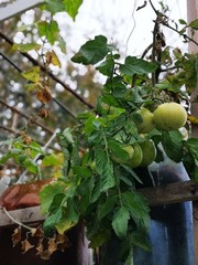 green tomatoes in the farm