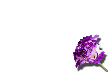 purple carnation with shadow isolated on white background