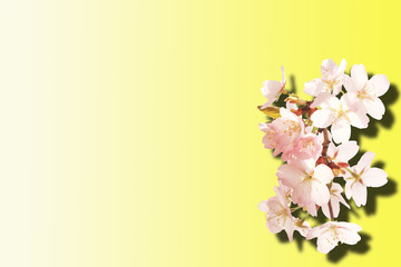 Fototapeta na wymiar Sakura flowers isolated yellow gradient background