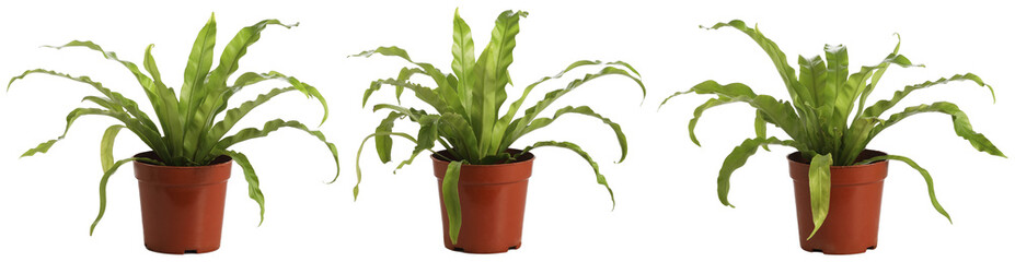 Bird nest fern, isolated on white, easy to edge out.