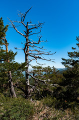 Paseo por Navacerrada, Madrid, España.