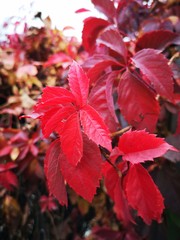 red plant of grapes in the garden