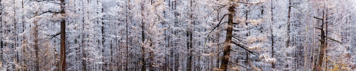 panorama view of snowy scenery fall of the larch forest. A snowy forest scene. The first snow fall of the larch . texture of wood