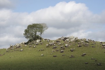 Beautiful shot of a field full of rocks of different shapes and sizes and some trees