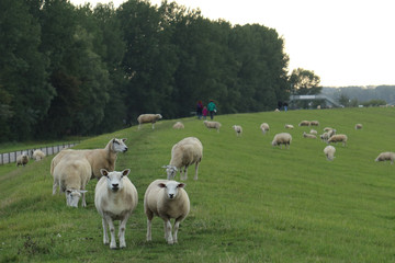 Obraz premium Neugierige Schafe an einem Deich an der Nordsee