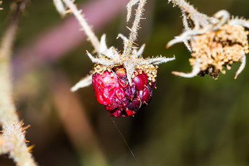Fototapeta premium Himbeere / Cloudberry