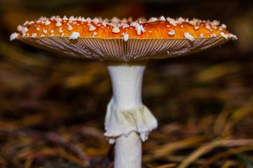 Fliegenpilz / Mushroom