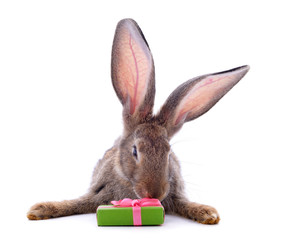 One brown rabbit with gift.