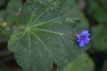 Blue Flower