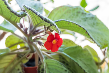 Blooming episcia, houseplant. Beautiful red flower plants in a pot.