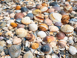 Shell background. Colorful shells on the sand beach. Space for text.