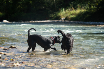 Two black Labrador Retrievers play together in the water