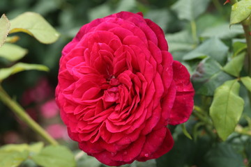 薔薇　ばら　ゲーテローズ