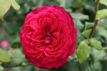 薔薇　ばら　ゲーテローズ