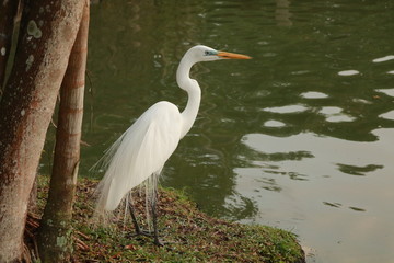 great blue heron in water