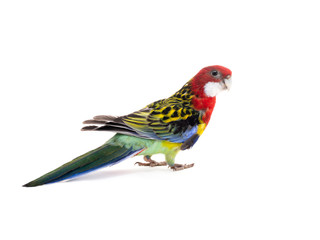 Fototapeta na wymiar parrot Rosella parrot isolated on white background