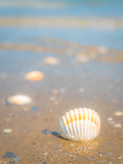 Out of focus photo. A beautiful sea shell on sand beach background. 