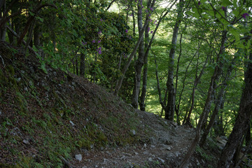 檜洞丸の登山道