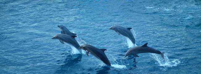 Dolphins jumping in group doing pirouettes on water