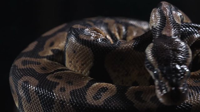 Video of small ball royal phyton skin and head