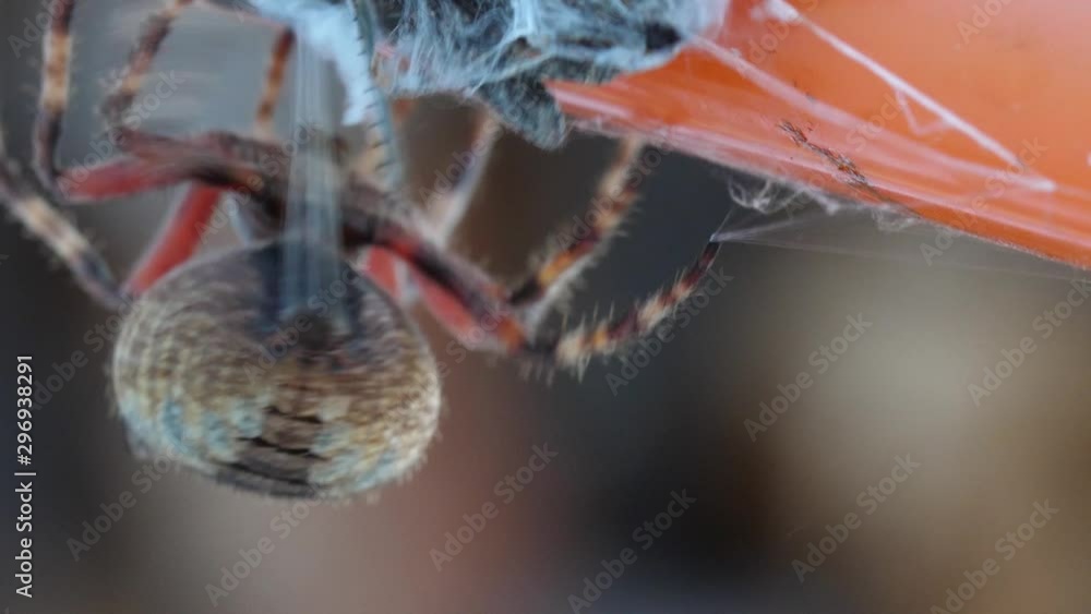 Poster macro close-up of a spider's spinnerets as the spider pulls webbing out of it's abdomen to wrap its 