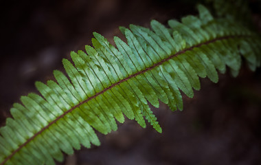 Fern leaf