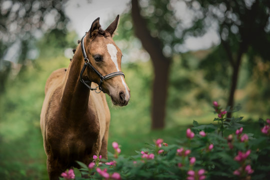 Fohlen Deutsches Reitpony Stute